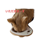 きなこ＆蘭丸（個別スタンプ：8）