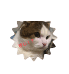 おもちゃんのきもち（個別スタンプ：1）