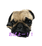 マメの1日（個別スタンプ：5）