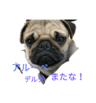 マメの1日（個別スタンプ：7）
