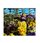 お花の言葉      「今から帰る」（個別スタンプ：1）