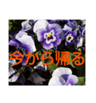 お花の言葉      「今から帰る」（個別スタンプ：11）