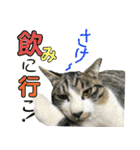 にゃんこ酒飲み友編デカ文字あり（個別スタンプ：1）