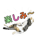 にゃんこ酒飲み友編デカ文字あり（個別スタンプ：4）