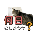 にゃんこ酒飲み友編デカ文字あり（個別スタンプ：5）