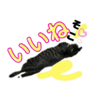 にゃんこ酒飲み友編デカ文字あり（個別スタンプ：8）