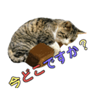 にゃんこ酒飲み友編デカ文字あり（個別スタンプ：12）