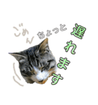 にゃんこ酒飲み友編デカ文字あり（個別スタンプ：13）