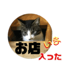 にゃんこ酒飲み友編デカ文字あり（個別スタンプ：14）
