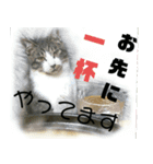 にゃんこ酒飲み友編デカ文字あり（個別スタンプ：15）