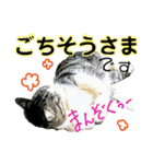にゃんこ酒飲み友編デカ文字あり（個別スタンプ：16）
