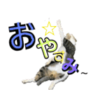 にゃんこ酒飲み友編デカ文字あり（個別スタンプ：17）