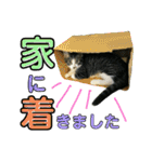 にゃんこ酒飲み友編デカ文字あり（個別スタンプ：19）