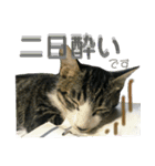 にゃんこ酒飲み友編デカ文字あり（個別スタンプ：20）