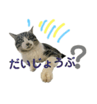 にゃんこ酒飲み友編デカ文字あり（個別スタンプ：21）