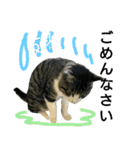 にゃんこ酒飲み友編デカ文字あり（個別スタンプ：22）