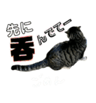 にゃんこ酒飲み友編デカ文字あり（個別スタンプ：23）