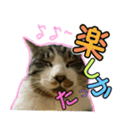 にゃんこ酒飲み友編デカ文字あり（個別スタンプ：24）