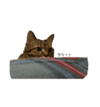 うちのねこ4（個別スタンプ：1）