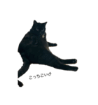 うちのねこ4（個別スタンプ：6）