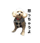 愛しの愛犬ももちゃん（個別スタンプ：1）