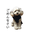 愛しの愛犬ももちゃん（個別スタンプ：2）