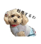 愛しの愛犬ももちゃん（個別スタンプ：3）