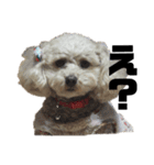 愛しの愛犬ももちゃん（個別スタンプ：8）
