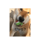 ボクはマロン♪時々お友達（個別スタンプ：3）