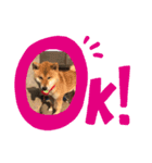 ボクはマロン♪時々お友達（個別スタンプ：10）