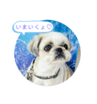 シーズーの楓花ちゃんスタンプ（個別スタンプ：4）