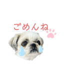 シーズーの楓花ちゃんスタンプ（個別スタンプ：6）