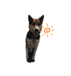 ミックス犬ロッキー（個別スタンプ：1）