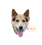 ミックス犬ロッキー（個別スタンプ：2）