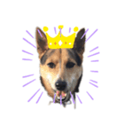 ミックス犬ロッキー（個別スタンプ：3）