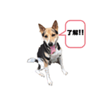 ミックス犬ロッキー（個別スタンプ：4）