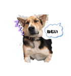 ミックス犬ロッキー（個別スタンプ：5）