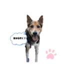 ミックス犬ロッキー（個別スタンプ：6）
