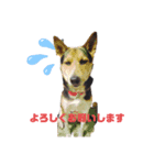ミックス犬ロッキー（個別スタンプ：8）