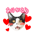 ハチワレ猫ムウ君（個別スタンプ：2）