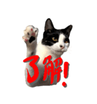 ハチワレ猫ムウ君（個別スタンプ：4）