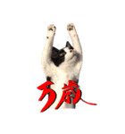 ハチワレ猫ムウ君（個別スタンプ：8）