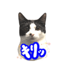 ハチワレ猫ムウ君（個別スタンプ：9）