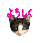 ハチワレ猫ムウ君（個別スタンプ：16）
