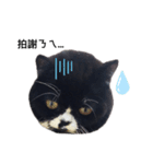 Oreo cat cat（個別スタンプ：2）