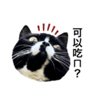 Oreo cat cat（個別スタンプ：3）