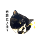 Oreo cat cat（個別スタンプ：4）