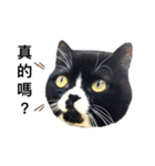 Oreo cat cat（個別スタンプ：5）