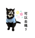 Oreo cat cat（個別スタンプ：6）