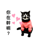 Oreo cat cat（個別スタンプ：7）